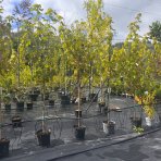 Javor freemanov (Acer Freemanii) JEFFERSRED ´AUTUMN BLAZE´® - výška 130-150 cm, C10L